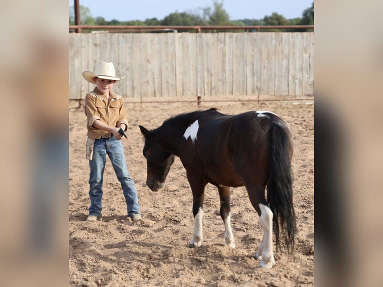 Meer ponys/kleine paarden Ruin 5 Jaar 102 cm Gevlekt-paard in Weatherford