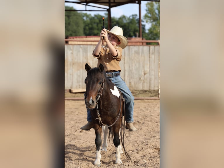 Meer ponys/kleine paarden Ruin 5 Jaar 102 cm Gevlekt-paard in Weatherford