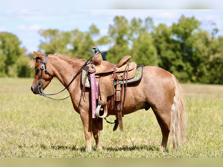Meer ponys/kleine paarden Ruin 5 Jaar 102 cm Roan-Red in Mount Vernon
