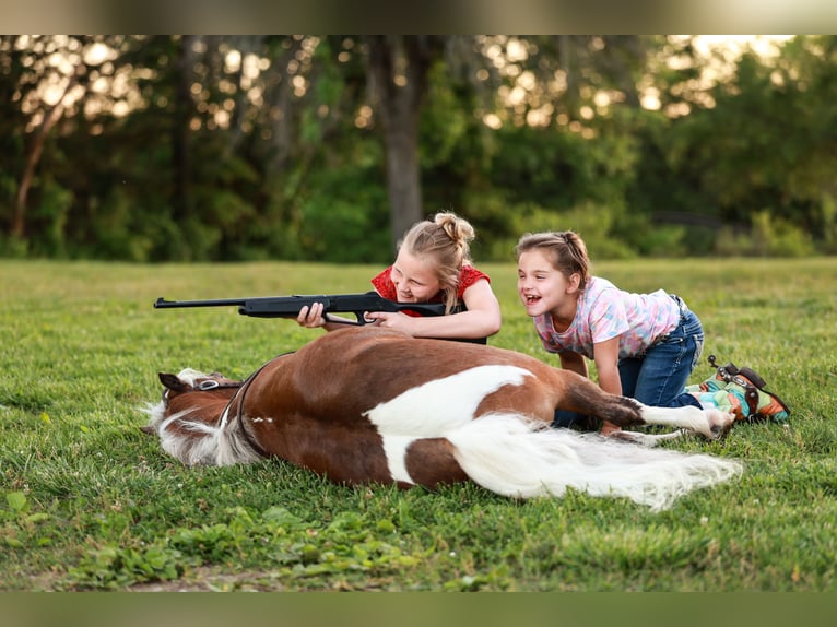 Meer ponys/kleine paarden Ruin 5 Jaar 104 cm Gevlekt-paard in Sedalia