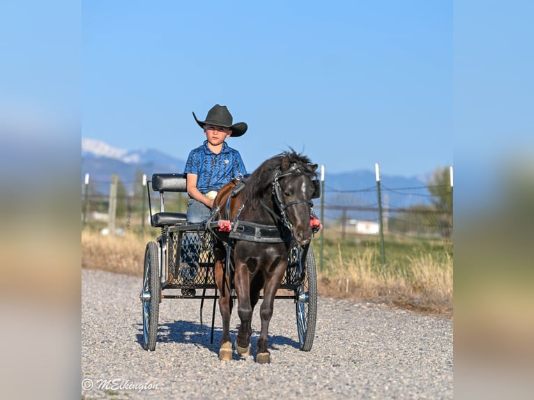 Meer ponys/kleine paarden Ruin 5 Jaar 109 cm Zwart in Rigby