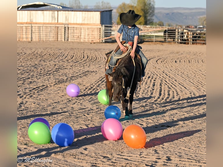 Meer ponys/kleine paarden Ruin 5 Jaar 109 cm Zwart in Rigby
