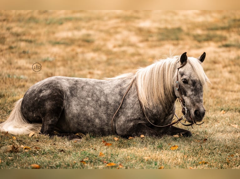 Meer ponys/kleine paarden Ruin 5 Jaar 112 cm Schimmel in Lebanon