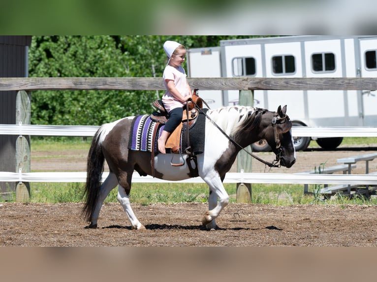 Meer ponys/kleine paarden Ruin 5 Jaar 114 cm Gevlekt-paard in Fredericksburg