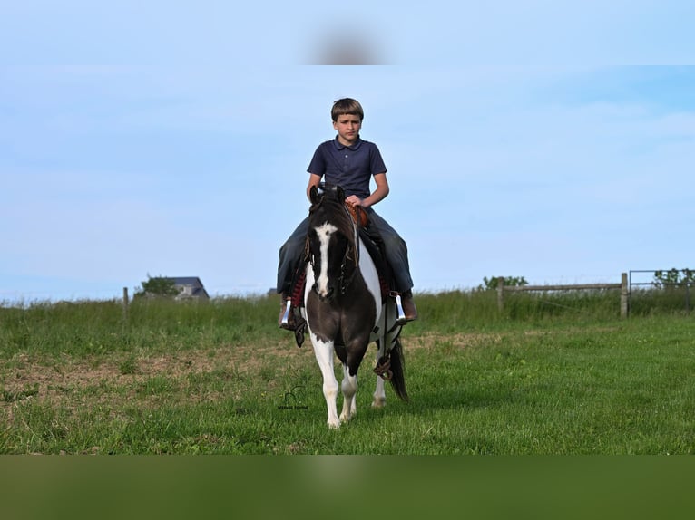 Meer ponys/kleine paarden Ruin 5 Jaar 114 cm Gevlekt-paard in Fredericksburg