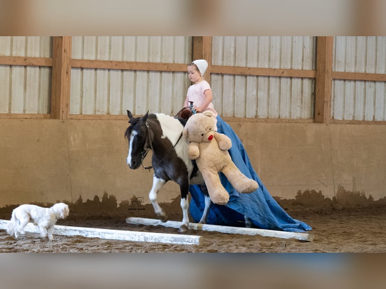 Meer ponys/kleine paarden Ruin 5 Jaar 114 cm Gevlekt-paard in Fredericksburg