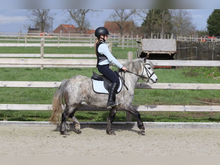 Meer ponys/kleine paarden Ruin 5 Jaar 115 cm Blauwschimmel in Pepingen