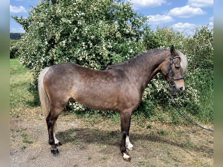 Meer ponys/kleine paarden Ruin 5 Jaar 115 cm Donkere-vos in Pelmberg