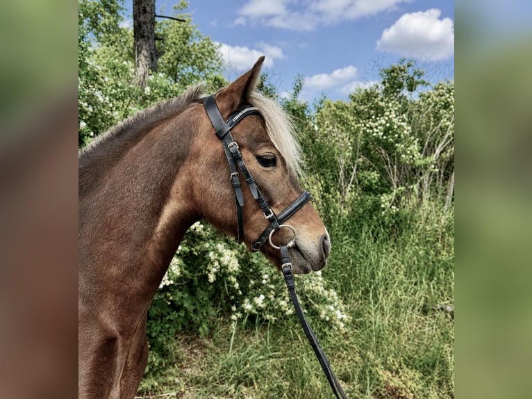 Meer ponys/kleine paarden Ruin 5 Jaar 115 cm Donkere-vos in Pelmberg