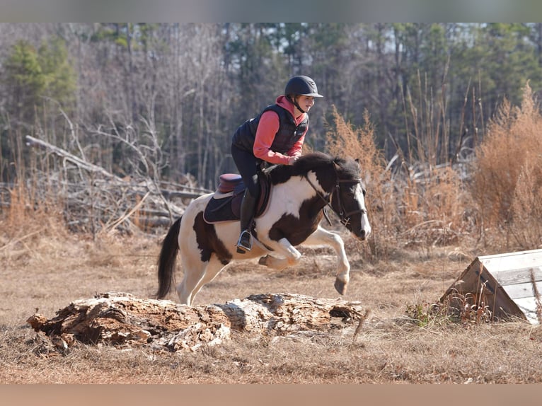 Meer ponys/kleine paarden Ruin 5 Jaar 119 cm Gevlekt-paard in Clover