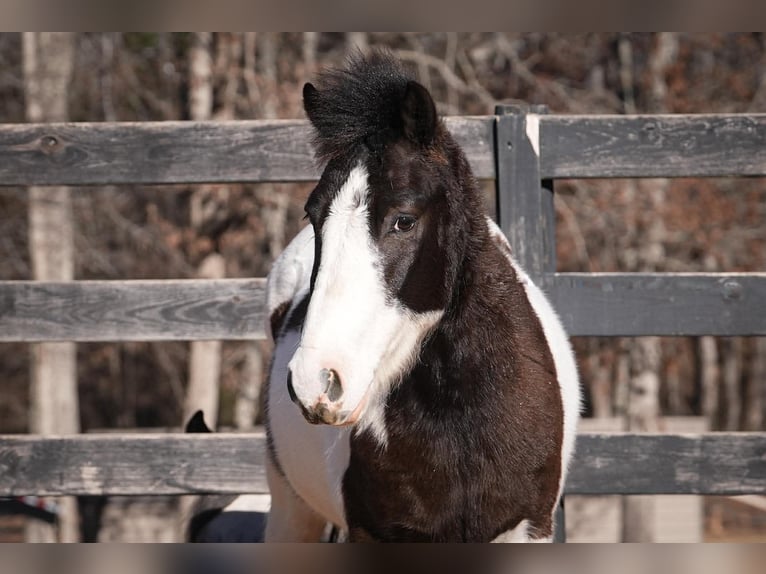 Meer ponys/kleine paarden Ruin 5 Jaar 119 cm Gevlekt-paard in Clover