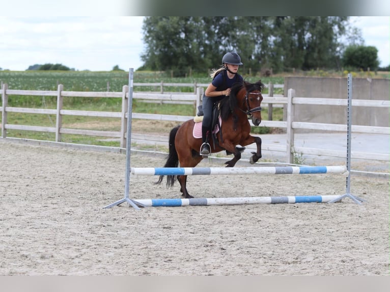 Meer ponys/kleine paarden Ruin 5 Jaar 120 cm Bruin in Pepingen