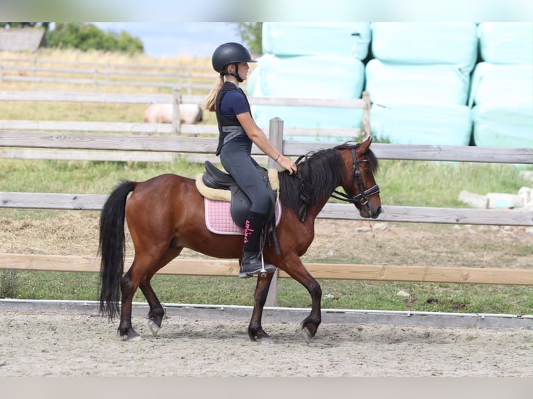 Meer ponys/kleine paarden Ruin 5 Jaar 120 cm Bruin in Pepingen