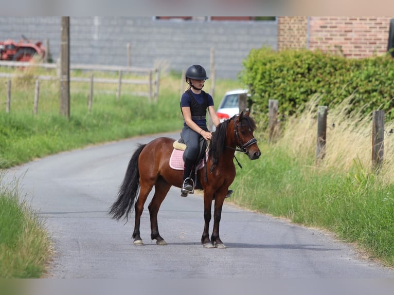 Meer ponys/kleine paarden Ruin 5 Jaar 120 cm Bruin in Pepingen