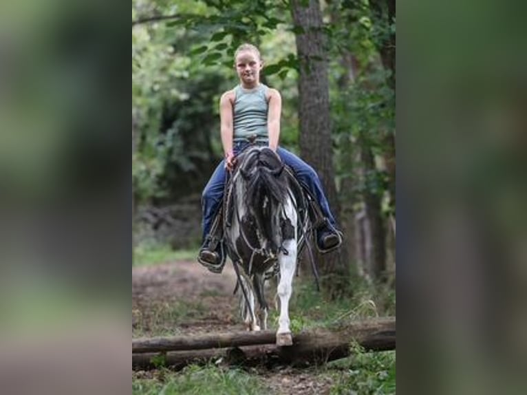 Meer ponys/kleine paarden Ruin 5 Jaar 122 cm Gevlekt-paard in Sedalia