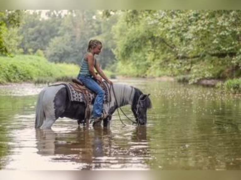 Meer ponys/kleine paarden Ruin 5 Jaar 122 cm Gevlekt-paard in Sedalia