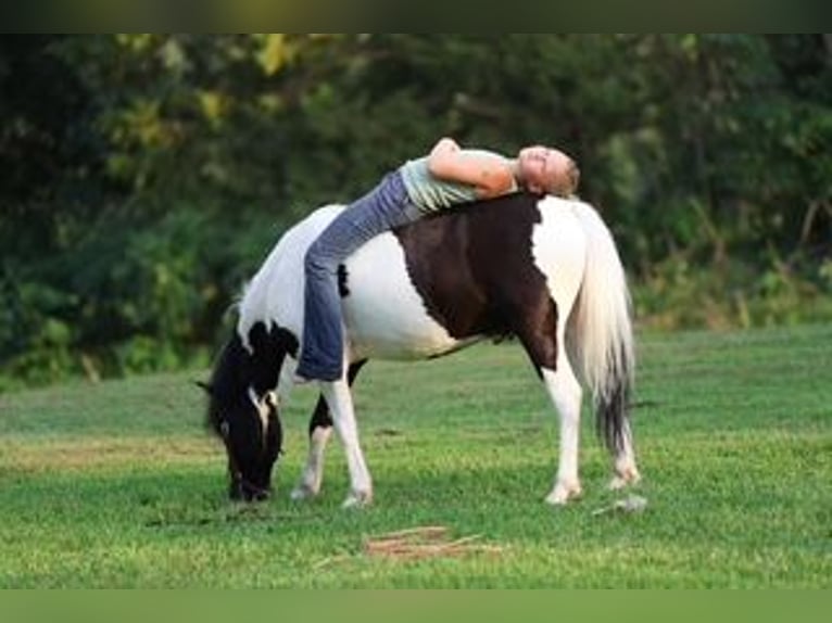Meer ponys/kleine paarden Ruin 5 Jaar 122 cm Gevlekt-paard in Sedalia