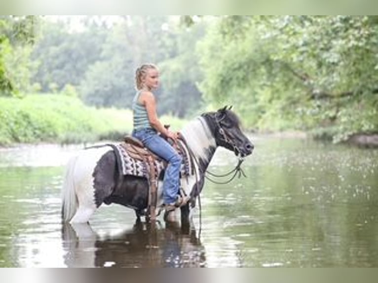 Meer ponys/kleine paarden Ruin 5 Jaar 122 cm Gevlekt-paard in Sedalia