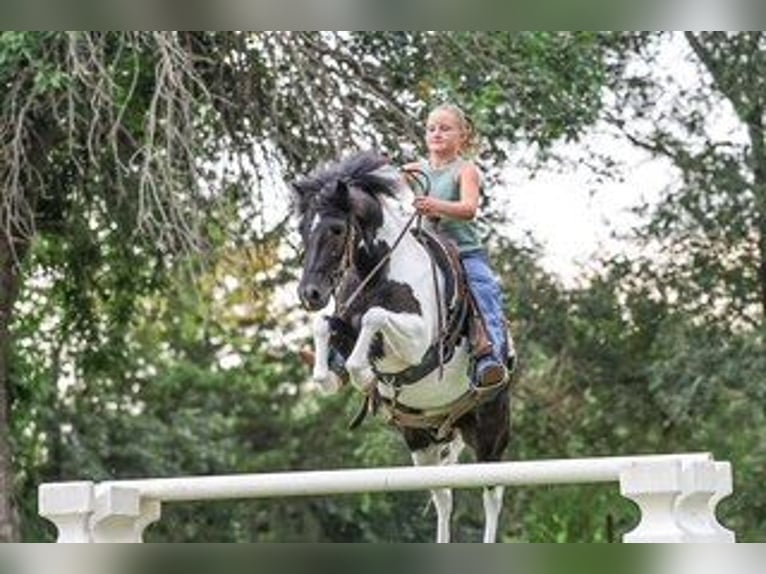 Meer ponys/kleine paarden Ruin 5 Jaar 122 cm Gevlekt-paard in Sedalia