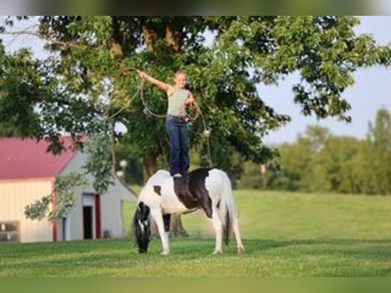 Meer ponys/kleine paarden Ruin 5 Jaar 122 cm Gevlekt-paard in Sedalia