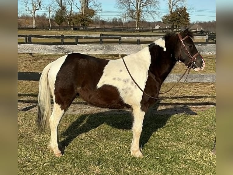 Meer ponys/kleine paarden Ruin 5 Jaar 122 cm Tobiano-alle-kleuren in Lexington