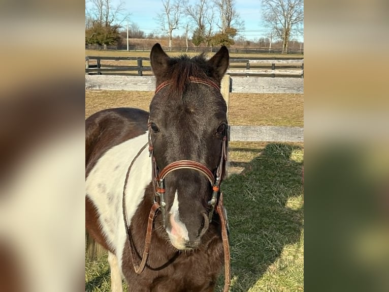 Meer ponys/kleine paarden Ruin 5 Jaar 122 cm Tobiano-alle-kleuren in Lexington