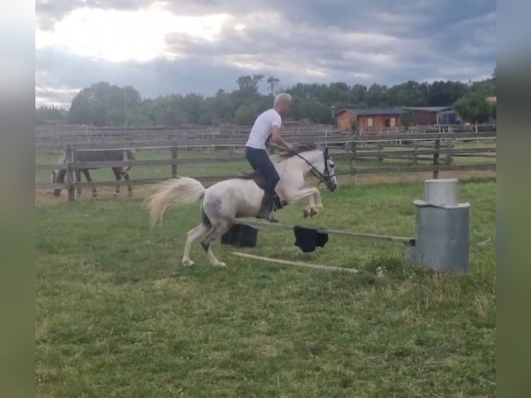 Meer ponys/kleine paarden Ruin 5 Jaar 123 cm Gevlekt-paard in Rechnitz