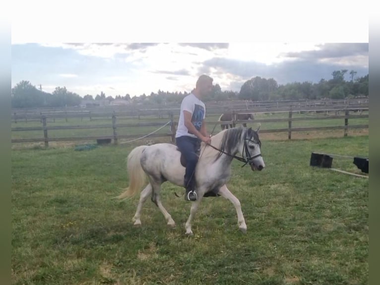 Meer ponys/kleine paarden Ruin 5 Jaar 123 cm Gevlekt-paard in Rechnitz