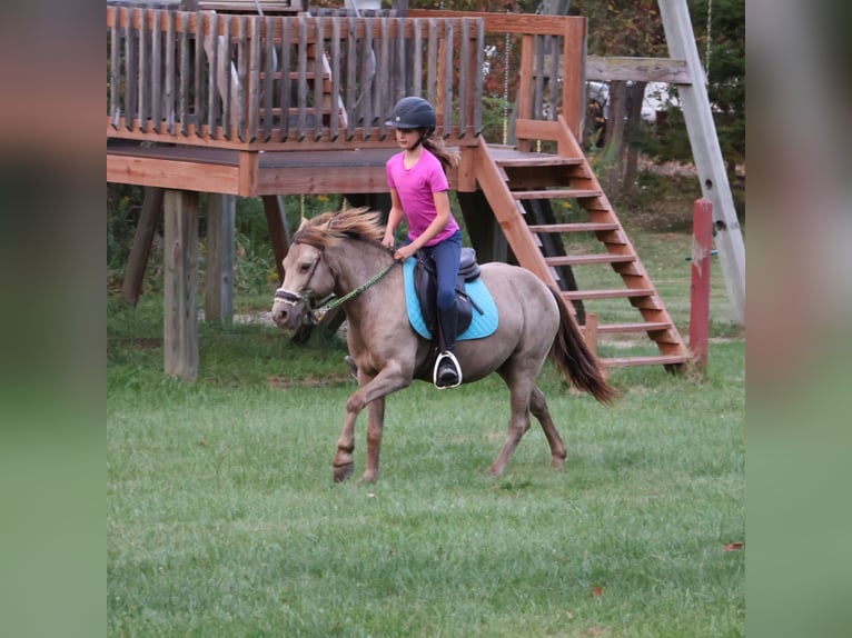 Meer ponys/kleine paarden Ruin 5 Jaar 124 cm Champagne in Howell