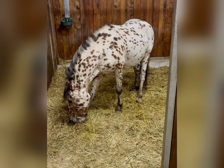 Meer ponys/kleine paarden Ruin 5 Jaar 125 cm Appaloosa in Rechnitz