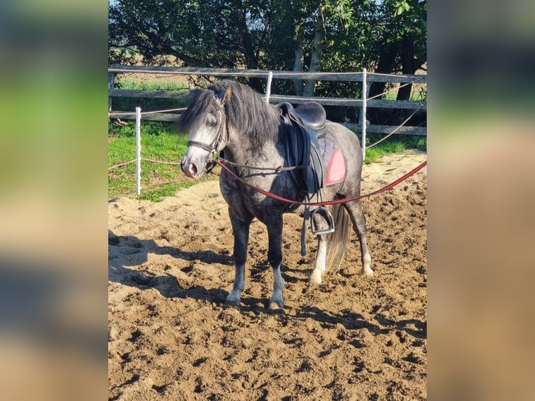 Meer ponys/kleine paarden Ruin 5 Jaar 125 cm Appelschimmel in Rechnitz