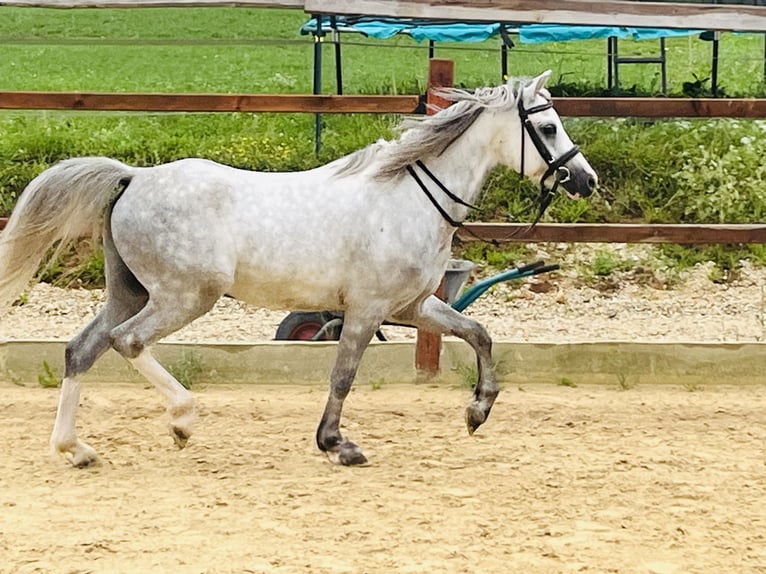 Meer ponys/kleine paarden Ruin 5 Jaar 125 cm Appelschimmel in Ursensollen