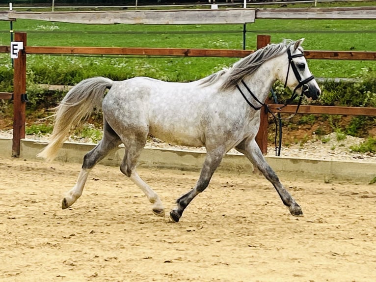 Meer ponys/kleine paarden Ruin 5 Jaar 125 cm Appelschimmel in Ursensollen