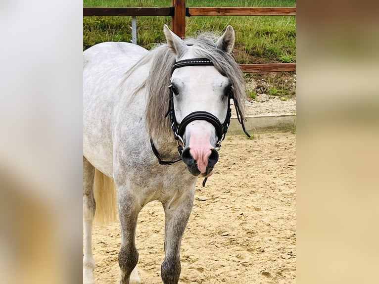 Meer ponys/kleine paarden Ruin 5 Jaar 125 cm Appelschimmel in Ursensollen