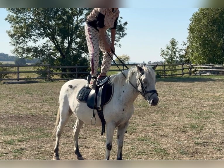 Meer ponys/kleine paarden Ruin 5 Jaar 127 cm Appaloosa in Rechnitz