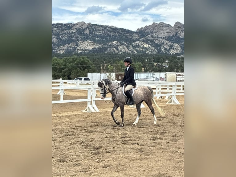 Meer ponys/kleine paarden Ruin 5 Jaar 127 cm Schimmel in Fort Collins