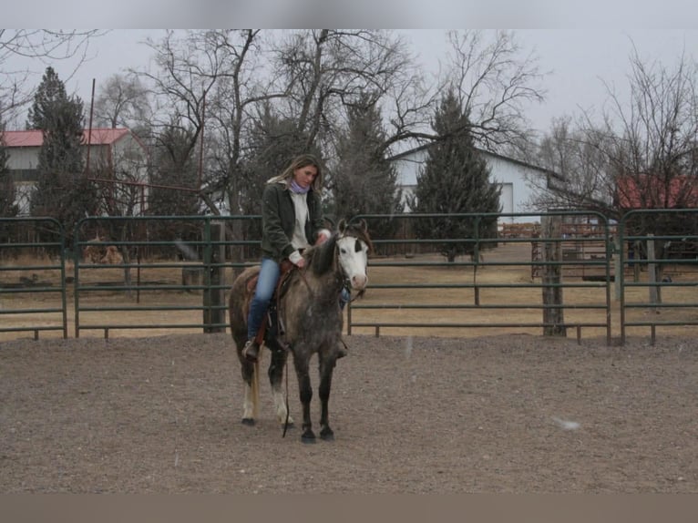 Meer ponys/kleine paarden Ruin 5 Jaar 127 cm Schimmel in Fort Collins