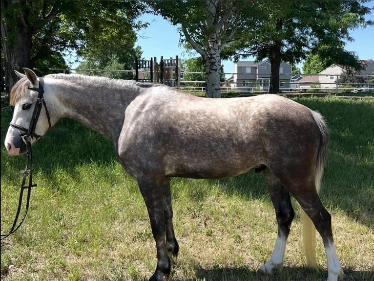 Meer ponys/kleine paarden Ruin 5 Jaar 127 cm Schimmel in Fort Collins