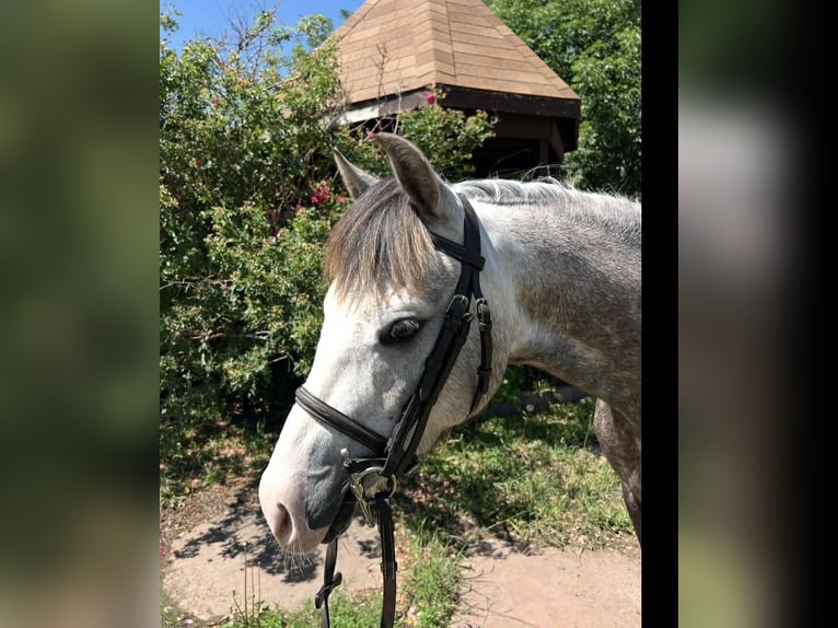 Meer ponys/kleine paarden Ruin 5 Jaar 127 cm Schimmel in Fort Collins