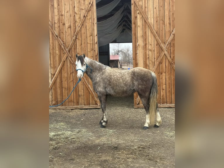 Meer ponys/kleine paarden Ruin 5 Jaar 127 cm Schimmel in Fort Collins