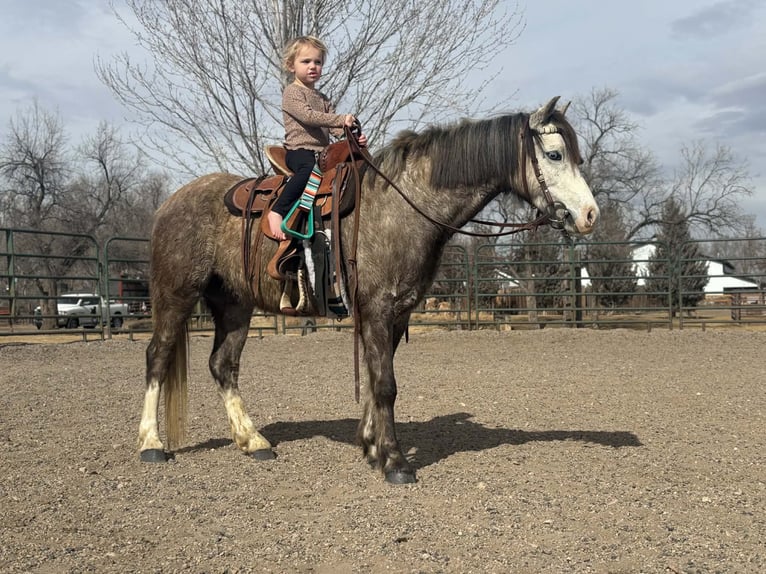 Meer ponys/kleine paarden Ruin 5 Jaar 127 cm Schimmel in Fort Collins