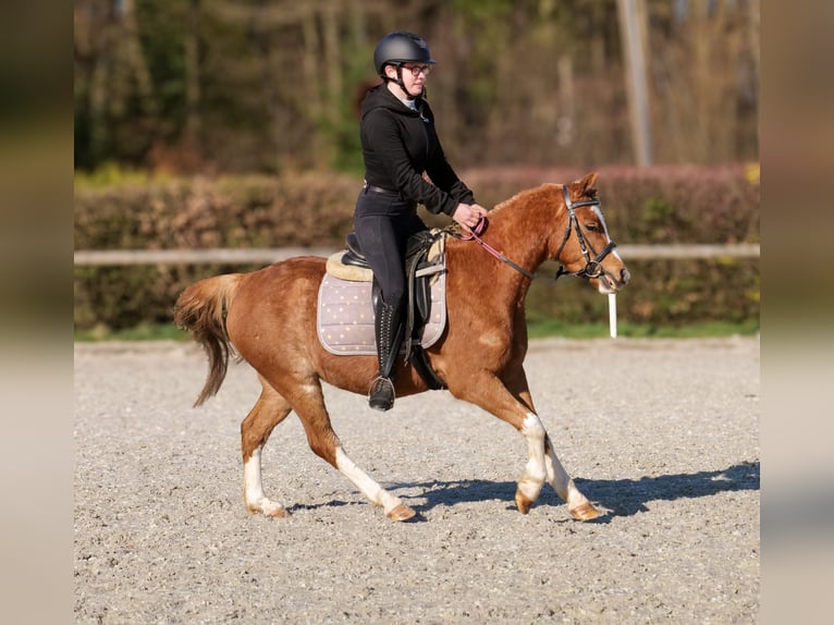 Meer ponys/kleine paarden Ruin 5 Jaar 128 cm Vos in Neustadt (Wied)