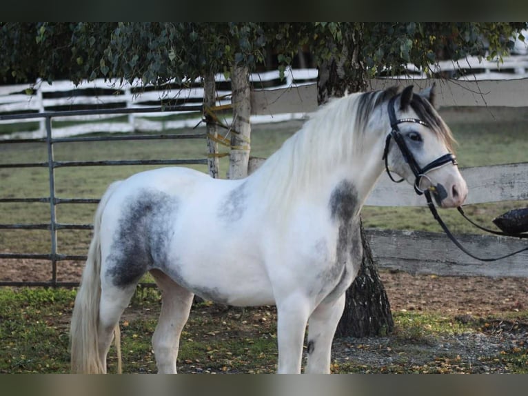 Meer ponys/kleine paarden Ruin 5 Jaar 130 cm Gevlekt-paard in Rechnitz