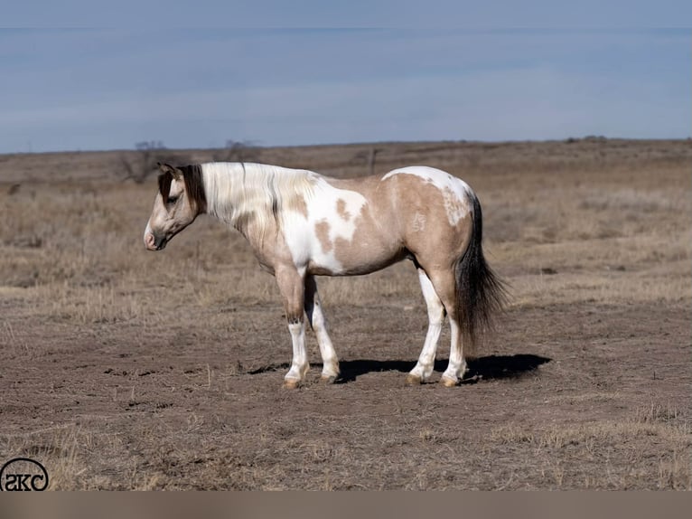 Meer ponys/kleine paarden Ruin 5 Jaar 130 cm Gevlekt-paard in Canyon