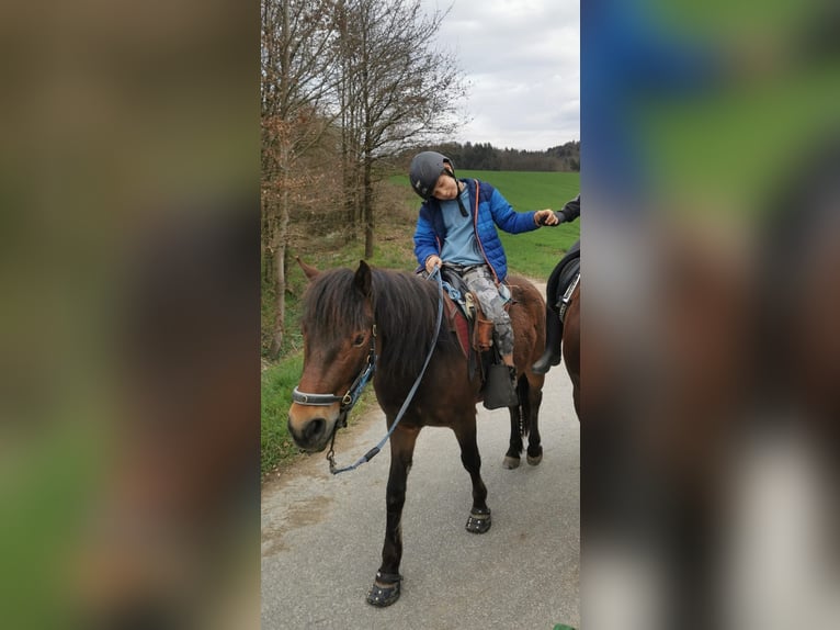 Meer ponys/kleine paarden Ruin 5 Jaar 132 cm Bruin in Bayerbach