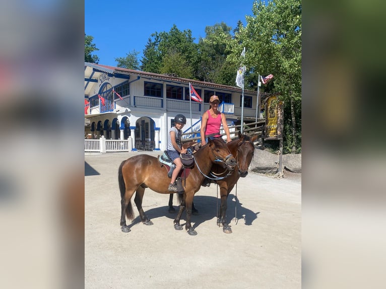 Meer ponys/kleine paarden Ruin 5 Jaar 132 cm Bruin in Bayerbach