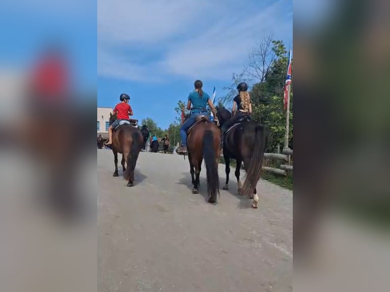 Meer ponys/kleine paarden Ruin 5 Jaar 132 cm Bruin in Bayerbach