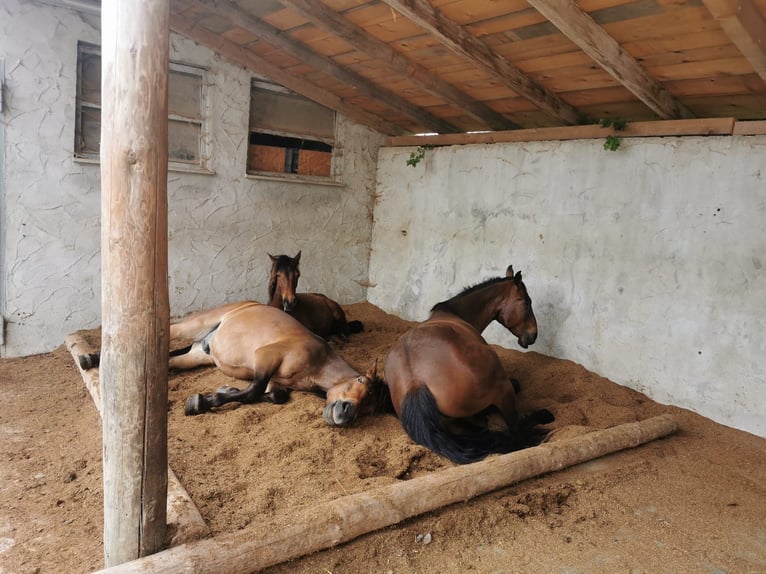 Meer ponys/kleine paarden Ruin 5 Jaar 132 cm Bruin in Bayerbach