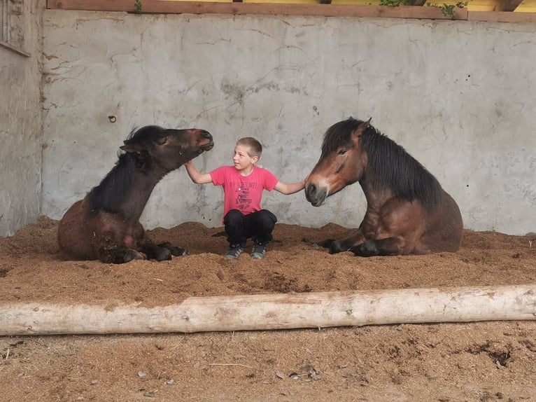 Meer ponys/kleine paarden Ruin 5 Jaar 132 cm Bruin in Bayerbach