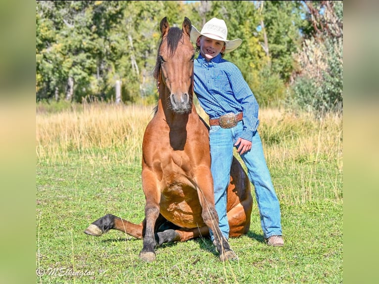 Meer ponys/kleine paarden Ruin 5 Jaar 135 cm Roodbruin in Rigby